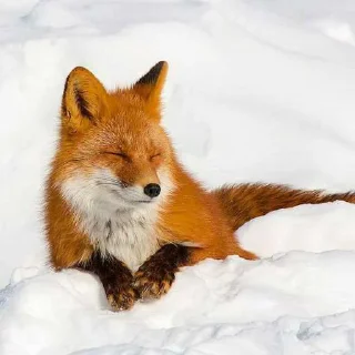 😜 emoji лисы🦊 @sigmochkaxd ➡️ @Ctikerubot Telegram sticker 14 of 34