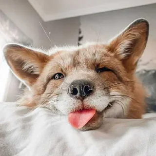 😎 emoji лисы🦊 @sigmochkaxd ➡️ @Ctikerubot Telegram sticker 19 of 34