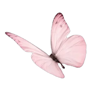 🦋 emoji 𝓅𝒾𝓃𝓀⋆. 𐙚 ˚ | 𝒷𝓎 @martishaslay Telegram sticker 14 of 40