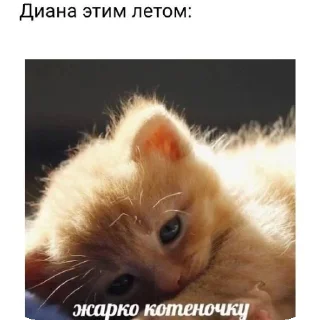 🐶 emoji Диана Telegram sticker 14 of 23