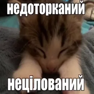 😻 emoji КЇТ БАНДЕРА @chirpani Telegram sticker 22 of 50