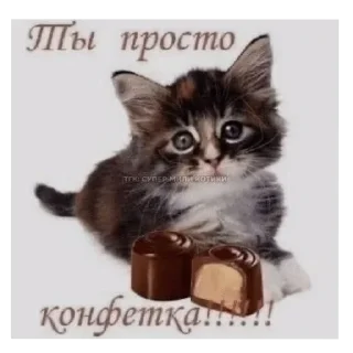 кошки приятные пожелания пикчи sticker 4