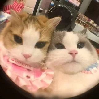 🌟 emoji Стики от Сашки 🫶🏾 Telegram sticker 2 of 93