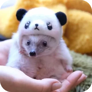 🌟 emoji @alominq| ёжики Telegram sticker 22 of 120