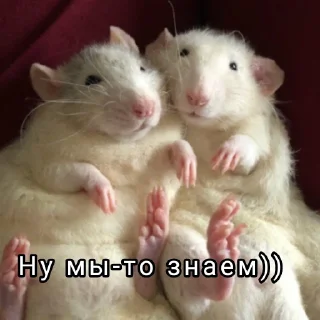 😁 emoji ➤Малые грызуны🐁 Telegram sticker 11 of 61