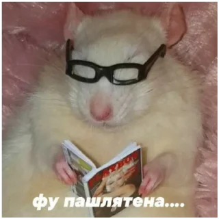 😎 emoji 🐀 — @stckrRobot Telegram sticker 13 of 69