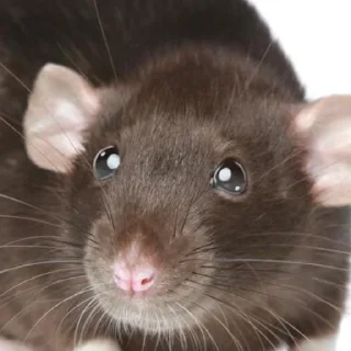 🥹 emoji ➤Малые грызуны🐁 Telegram sticker 19 of 61