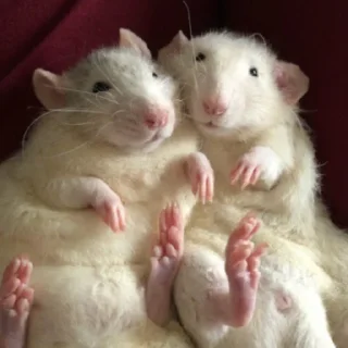 😁 emoji ➤Малые грызуны🐁 Telegram sticker 12 of 61