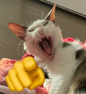 😸 emoji Впервые т34 видят Telegram sticker 17 of 120
