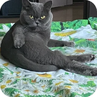 🫥 emoji пак для богинесс Telegram sticker 6 of 115