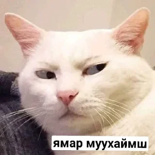 🤨 emoji ミーム Telegram sticker 7 of 8