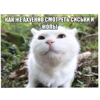 🍑 emoji Скуби-Ду Telegram sticker 20 of 49