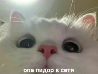 😺 emoji Мемасики).).) Telegram sticker 6 of 55