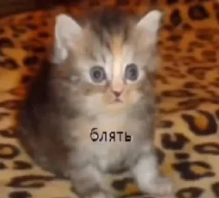 🙀 emoji Мемасики).).) Telegram sticker 15 of 55