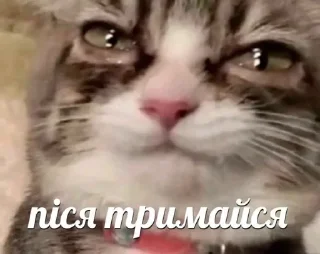 🌟 emoji потужний пак by @macaqabizyan Telegram sticker 19 of 91