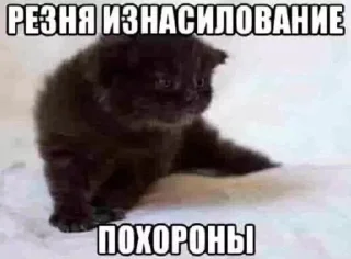 Sticker from чмошник@reallykokos&@whgstop