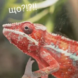 🤨 emoji Сука Telegram sticker 14 of 118