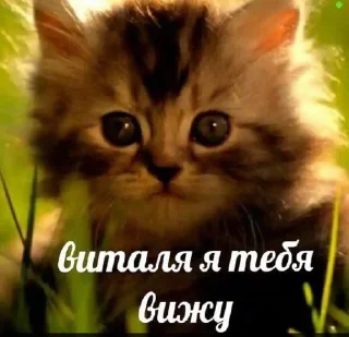 🙉 emoji постирония) Telegram sticker 23 of 111