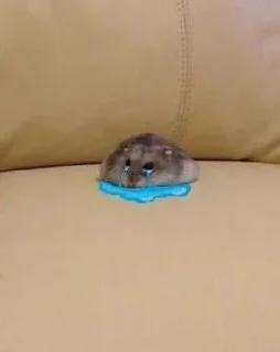 Sticker from hamsters