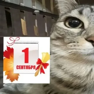 😄 emoji Пак одного анимешника и двух комуняк Telegram sticker 9 of 29