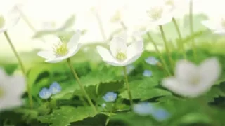 🌷 emoji разделители Фрискеса 2.0.🌷 Telegram sticker 8 of 44