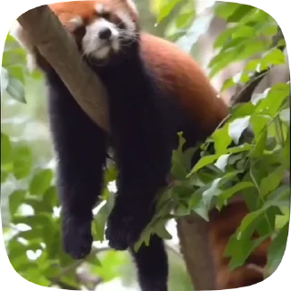 Sticker from Red Panda