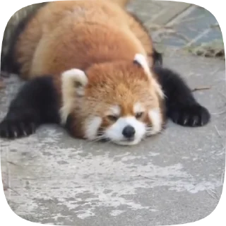 Sticker from Red Panda