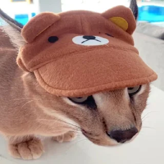 🤠 emoji FLOPPA SCAM Telegram sticker 24 of 50