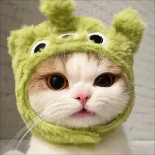🐈 emoji ⋆ 従う⋮ @llxe9 🐈♡゙. Telegram sticker 16 of 25
