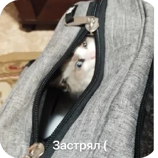 🫥 emoji Я гей Telegram sticker 8 of 44