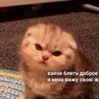 🗿 emoji Мемы для АуТиСтОв Telegram sticker 18 of 120
