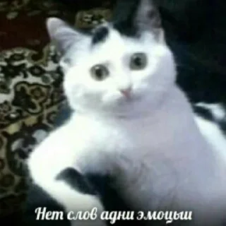 🗿 emoji Мемы для АуТиСтОв Telegram sticker 6 of 120
