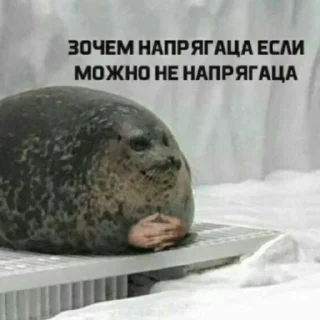 ✌ emoji Мемы для АуТиСтОв Telegram sticker 5 of 120