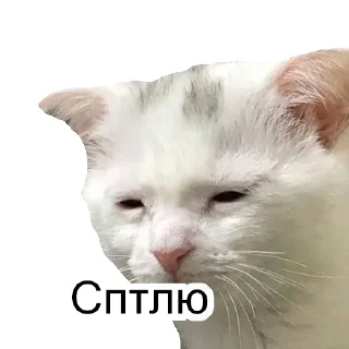 Sticker from Cats&cats&cats&cats