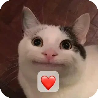 🐱 emoji Beluga🇰🇿🇰🇿🇰🇿😼 Telegram sticker 12 of 35