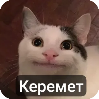 Sticker from Beluga🇰🇿🇰🇿🇰🇿😼