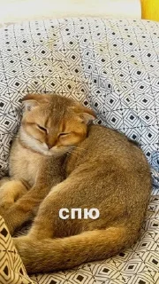 😴 emoji Плюша @teplotadushiii Telegram sticker 6 of 23