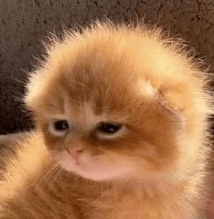 🥺 emoji нет Telegram sticker 10 of 29