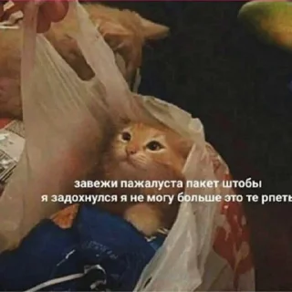Sticker from Suicide cats