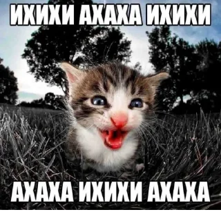 🐈 emoji звезда Telegram sticker 21 of 21