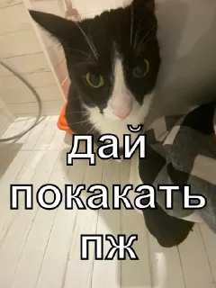 Sticker from я звезда а ты пизда