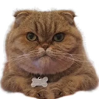 🐽 emoji Вери найс гуд найс Telegram sticker 21 of 47