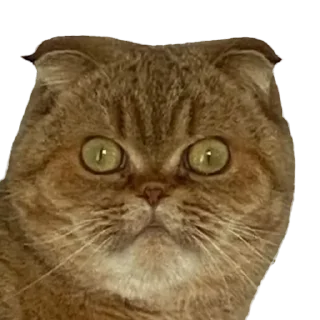 🐖 emoji Вери найс гуд найс Telegram sticker 13 of 47
