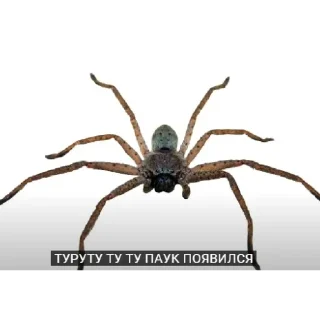 Sticker from Keppi ебёт мозг