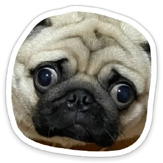 🥺 emoji Катя кот Telegram sticker 14 of 14