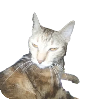 🐱 emoji Маус OLD Telegram sticker 9 of 120