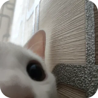 🐱 emoji Рома Telegram sticker 13 of 36