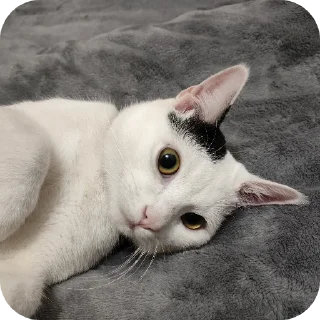 🐱 emoji Рома Telegram sticker 21 of 36