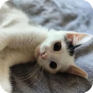 🤗 emoji Рома Telegram sticker 7 of 36
