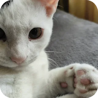 🐱 emoji Рома Telegram sticker 14 of 36